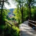 Forest Walk