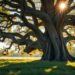 Memory Tree