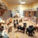 Pet Shelter